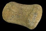 Hadrosaur Finger Bone - Alberta (Disposition #-) #95170-1